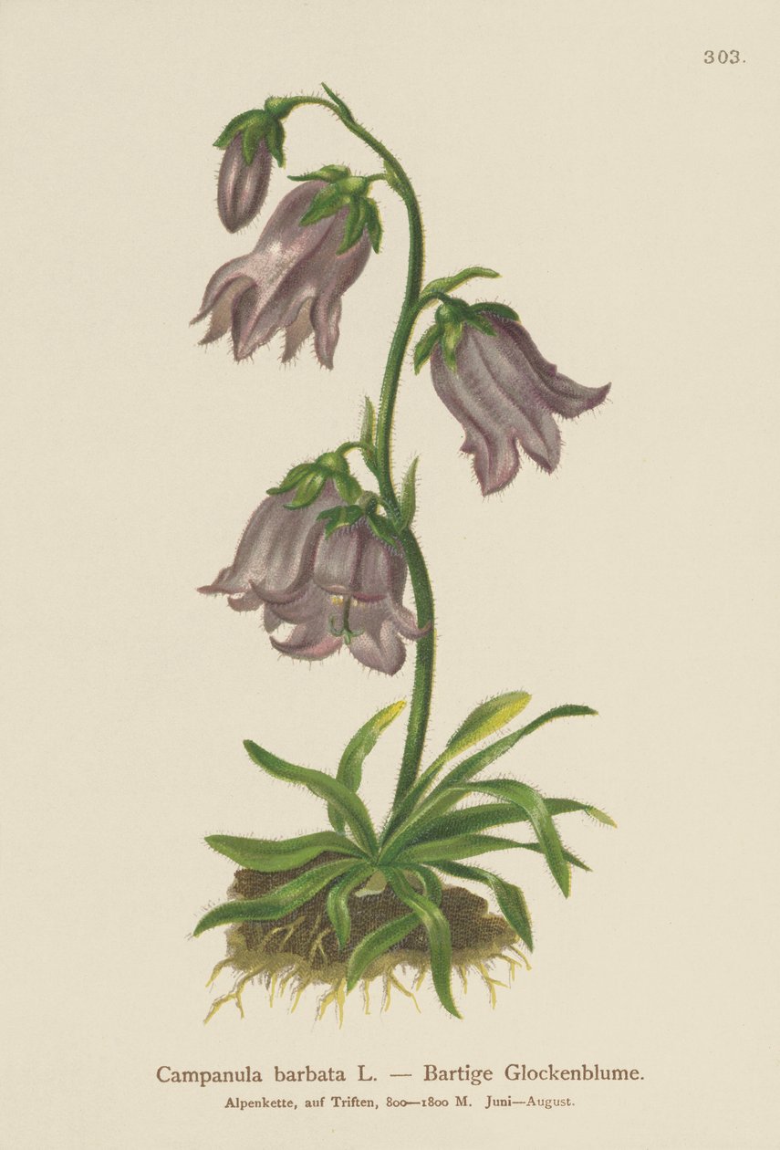 Zvonek vousatý (Campanula barbata) od German School