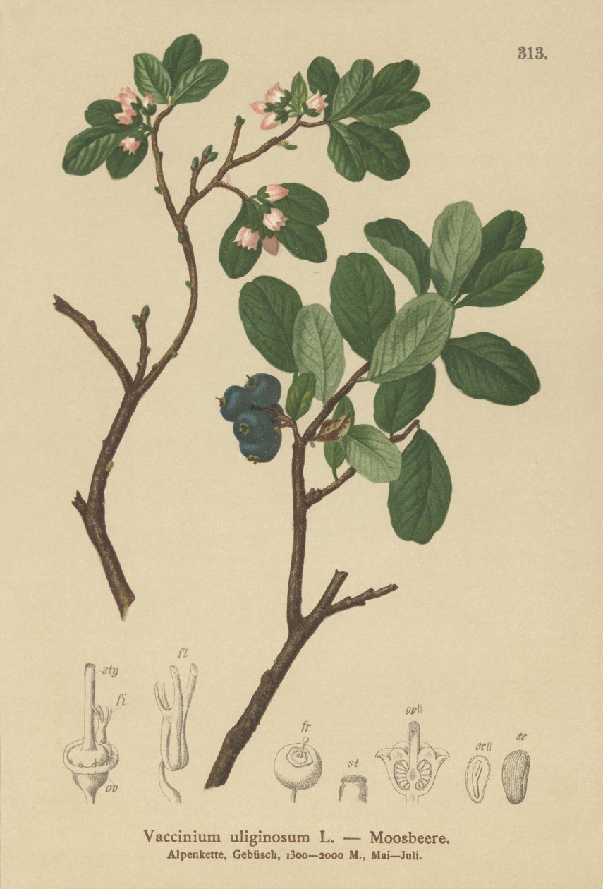 Borůvka bahenní (Vaccinium uliginosum) od German School