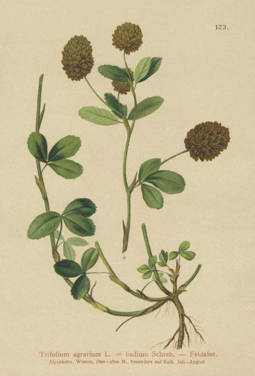 Jetel hnědý (Trifolium agrarium, Trifolium badium) od German School