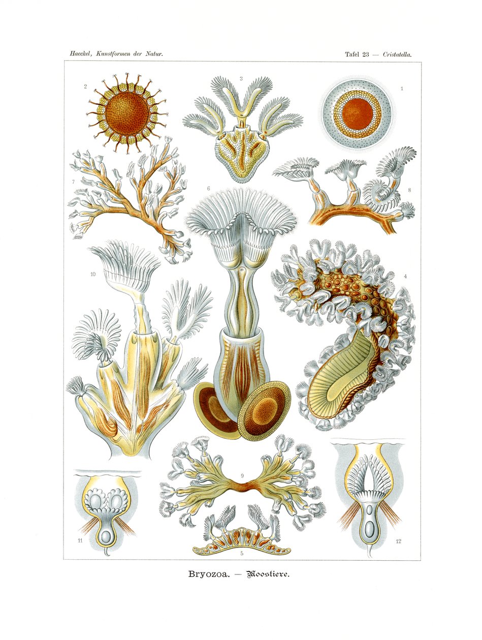 Bryozoa, 1899-1904 od German School