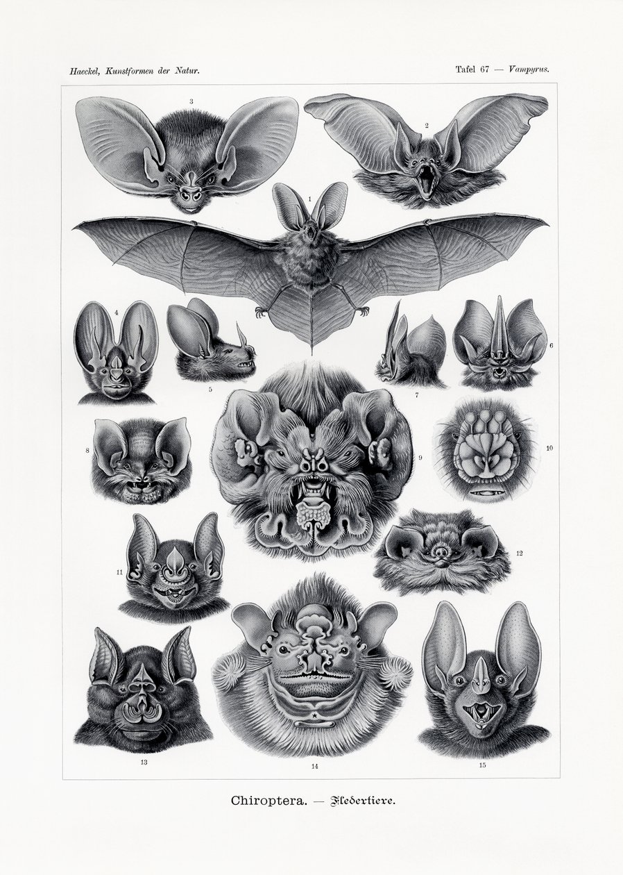 Chiroptera, 1899-1904 od German School