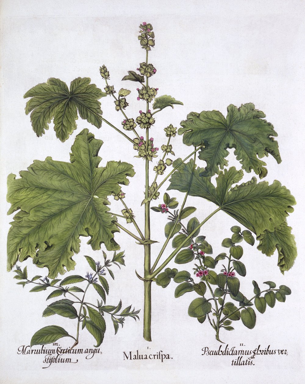 Sléz kadeřavý, False Dittany, Cretan Horehound, from Hortus Eystettensis, Basil Besler (1561-1629), pub. 1613 (ručně kolorovaná rytina) od German School