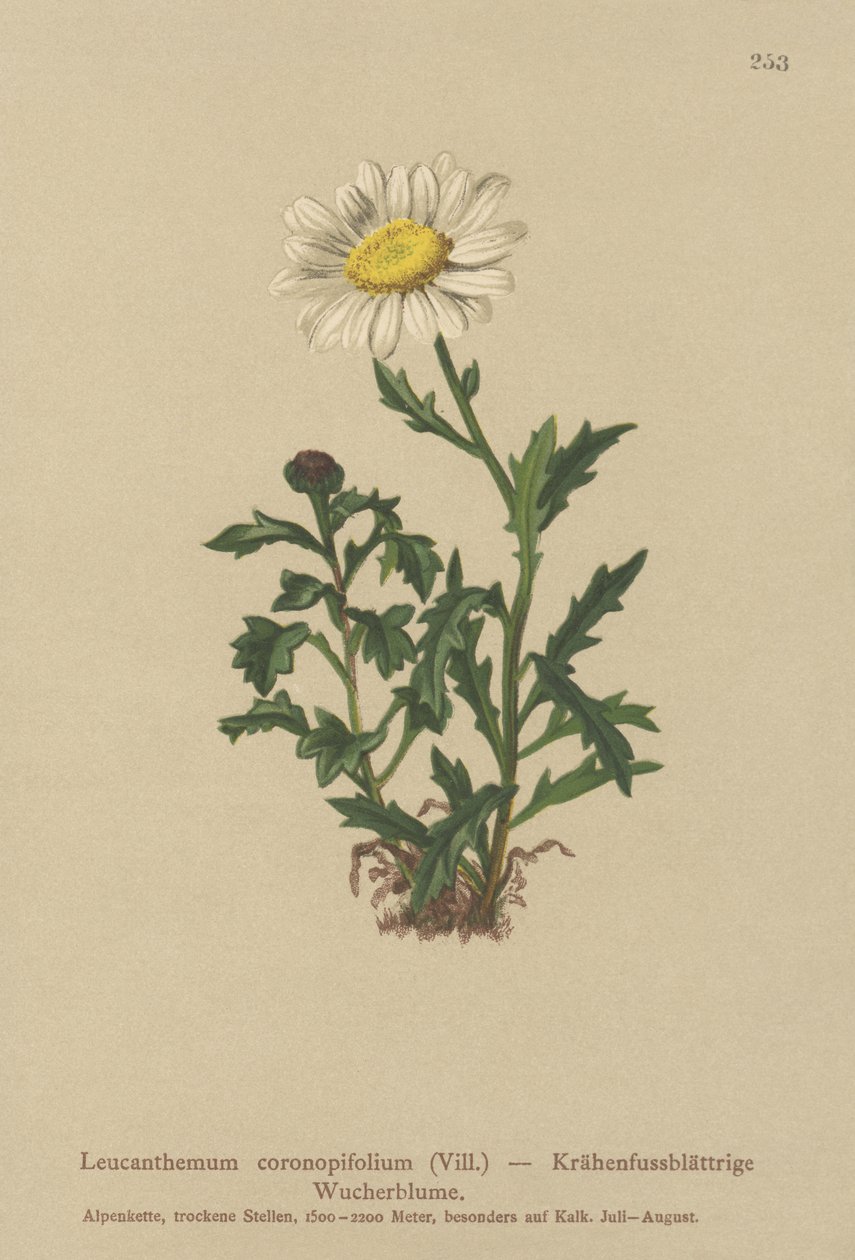 Sedmikráska (Leucanthemum coronopifolium, Chrysanthemum coronopifolium, Chrysanthemum alpestre) od German School