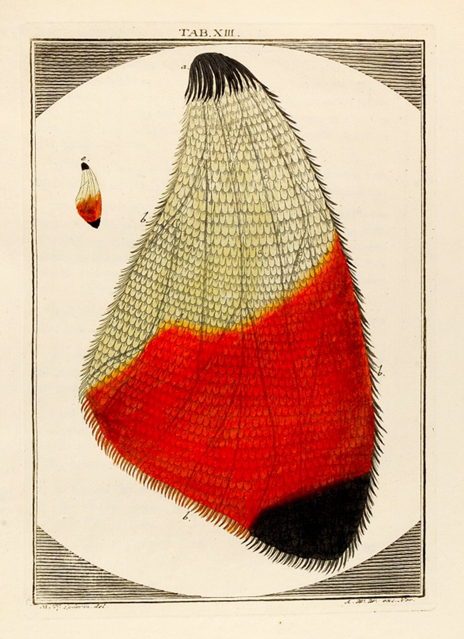 Schéma zvětšeného Moths Wing, 1768 od German School