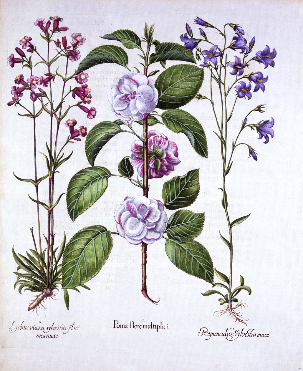 Dvoukvěté jablko, německy Catch-Fly a Bellflower, od Hortus Eystettensis, Basil Besler (1561-1629), hospoda. 1613 (ručně kolorovaná rytina) od German School