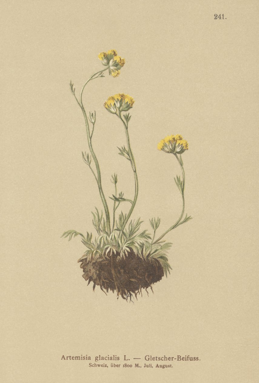 Ledovcový pelyněk (Artemisia glacialis) od German School