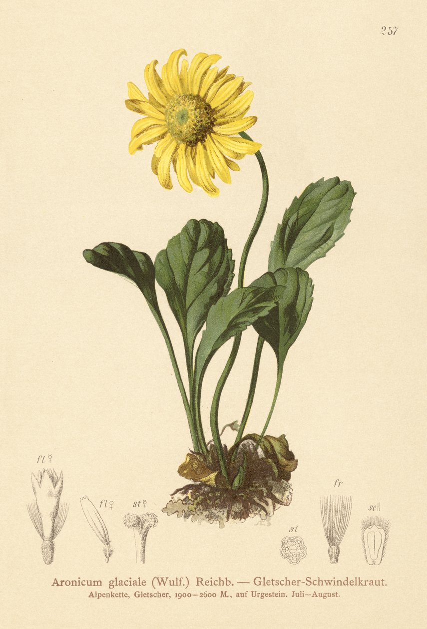 Glaciers Bane (Aronicum glaciale, Doronicum glaciale) od German School