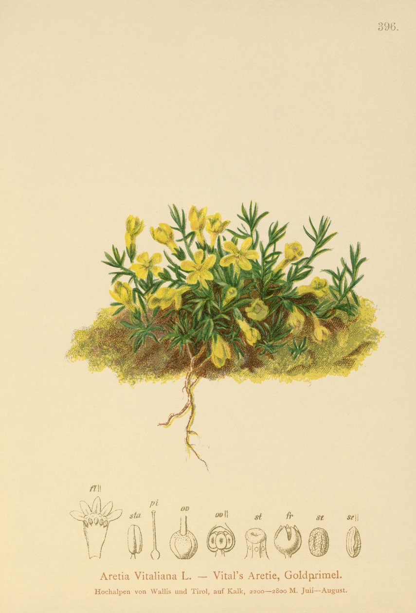 Prvosenka zlatá (Primula vitaliana, Aretia Vitaliana, Vitaliana primiiflora) od German School