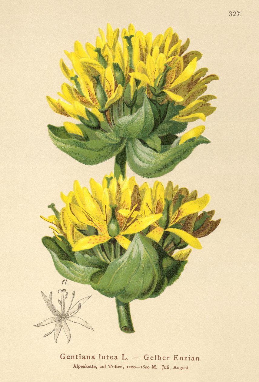 Hořec žlutý (Gentiana lutea) od German School