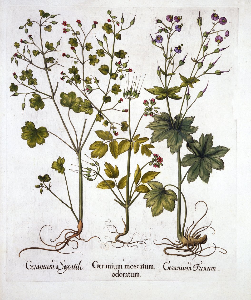 Hardy Geraniums, od Hortus Eystettensis, Basil Besler (1561-1629), pub. 1613 (ručně kolorovaná rytina) od German School
