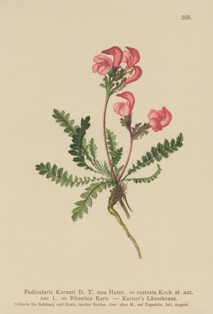 Všivec Kerners (Pedicularis Kerneri, Rhaetica Kerneri, Pedicularis rostrata, Pedicularis Rhaetica) od German School