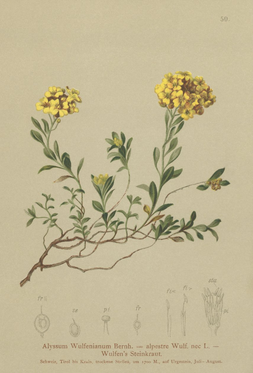 Madwort (Alyssum Wulfenianum, Alyssum alpestre) od German School
