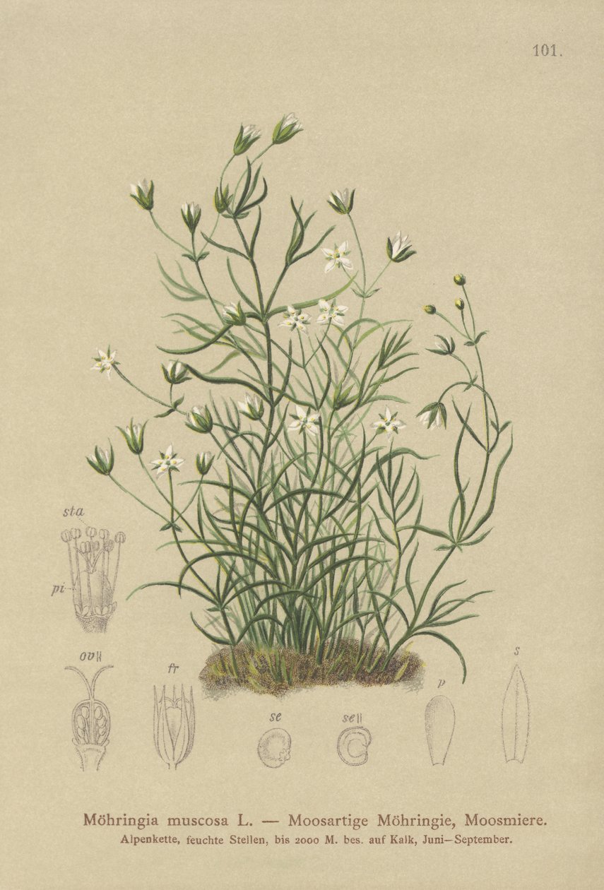 Sandwort mechový (Moehringia muscosa, Möhringia muscosa) od German School