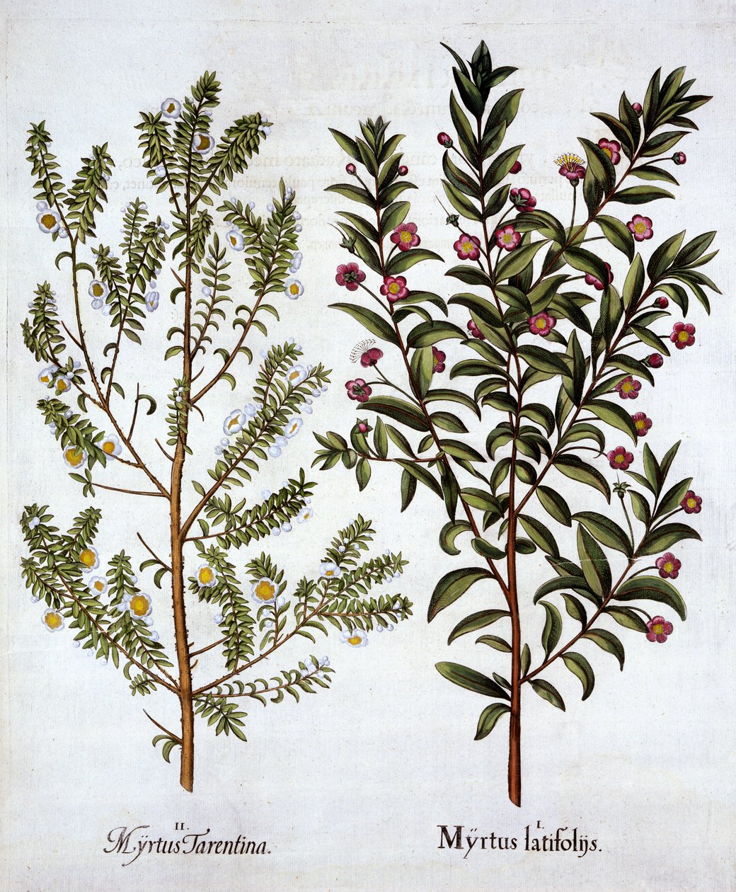 Myrtle Varieties, od Hortus Eystettensis, Basil Besler (1561-1629), hospoda. 1613 (ručně kolorovaná rytina) od German School