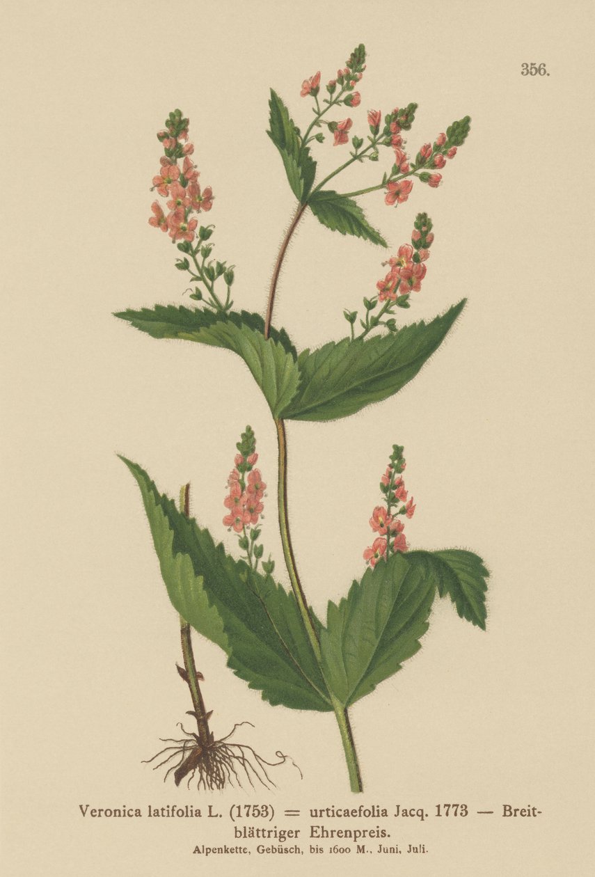 Rozrazil kopřivový (Veronica latifolia, Veronica urticifolia) od German School