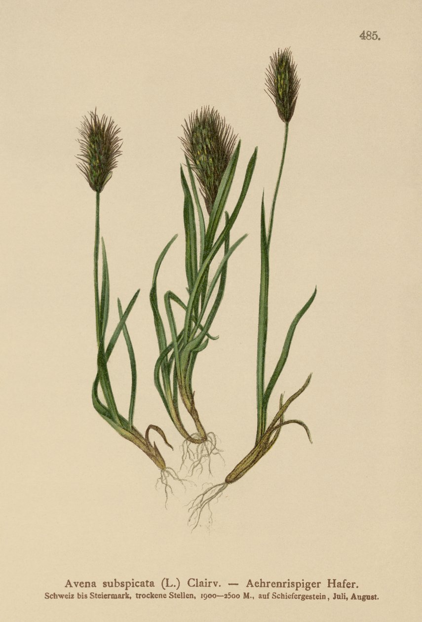 Ovesná tráva (Avena subspicata) od German School
