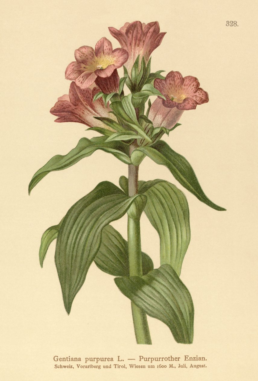 Hořec nachový (Gentiana purpurea) od German School