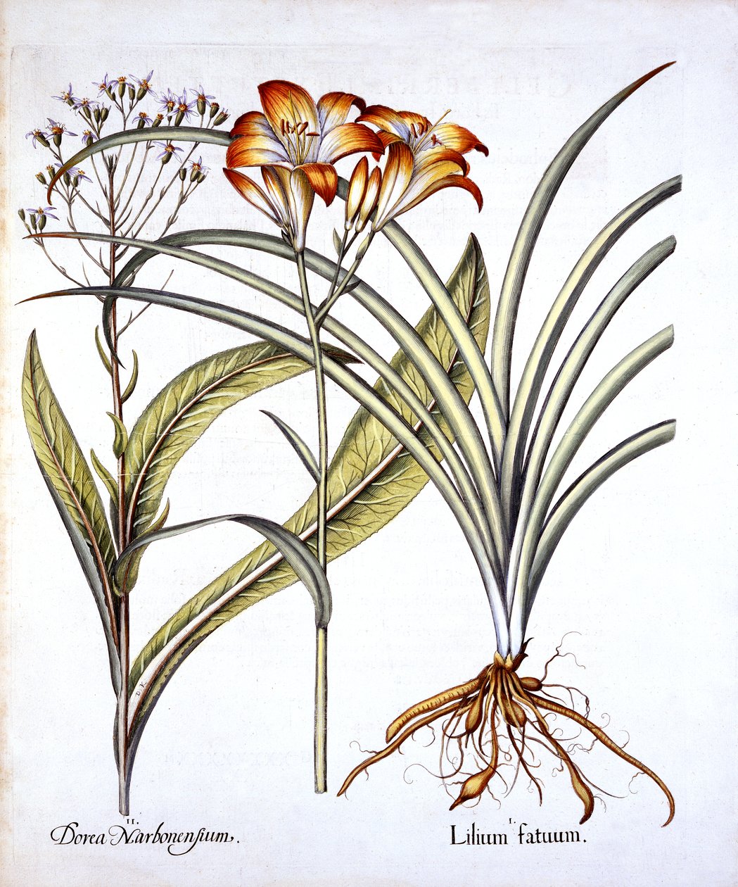 Red-Yellow Day Lily and Groundsel, from Hortus Eystettensis, by Basil Besler (1561-1629), pub. 1613 (ručně kolorovaná rytina) od German School