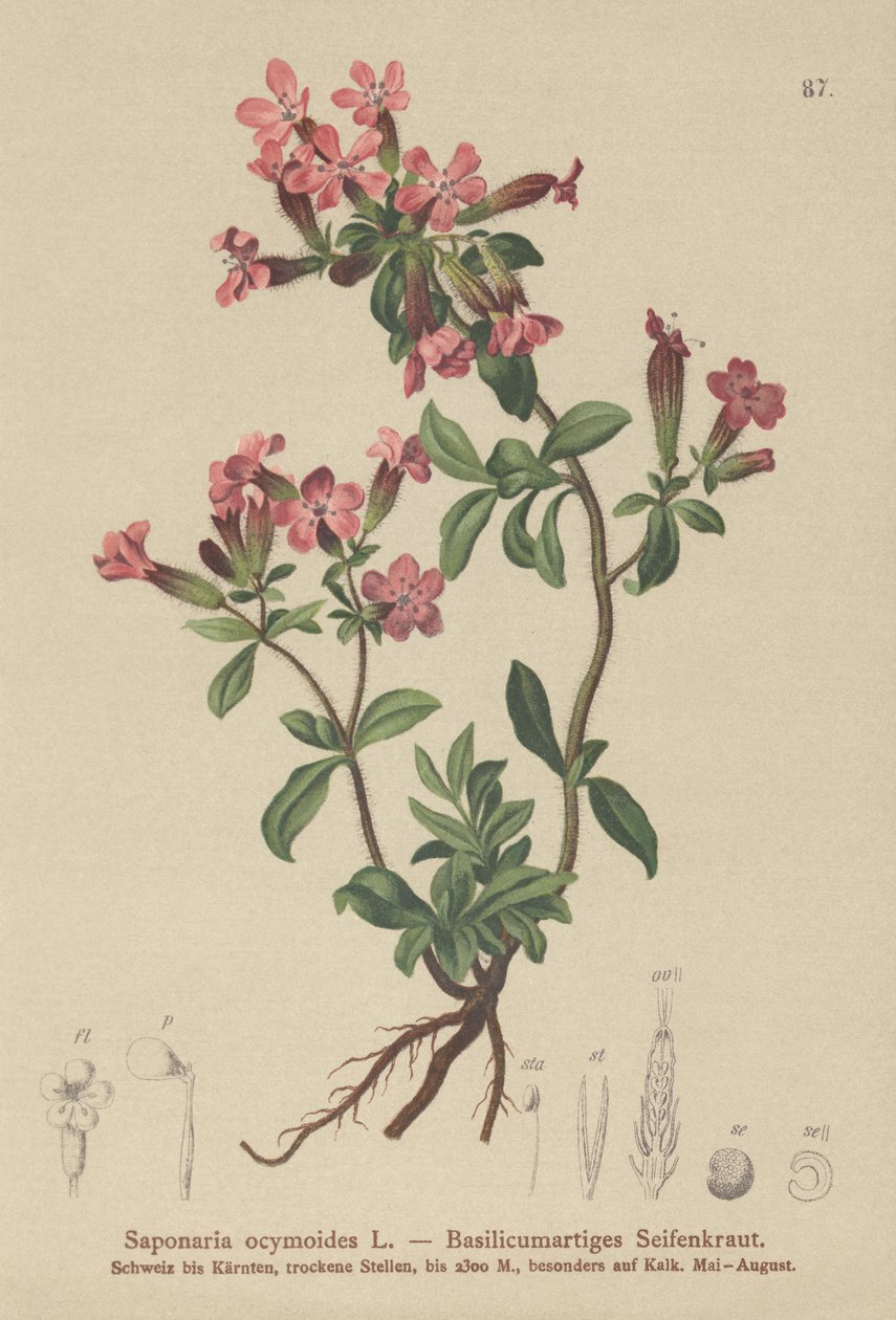 Mydlice skalní (Saponaria ocymoides) od German School