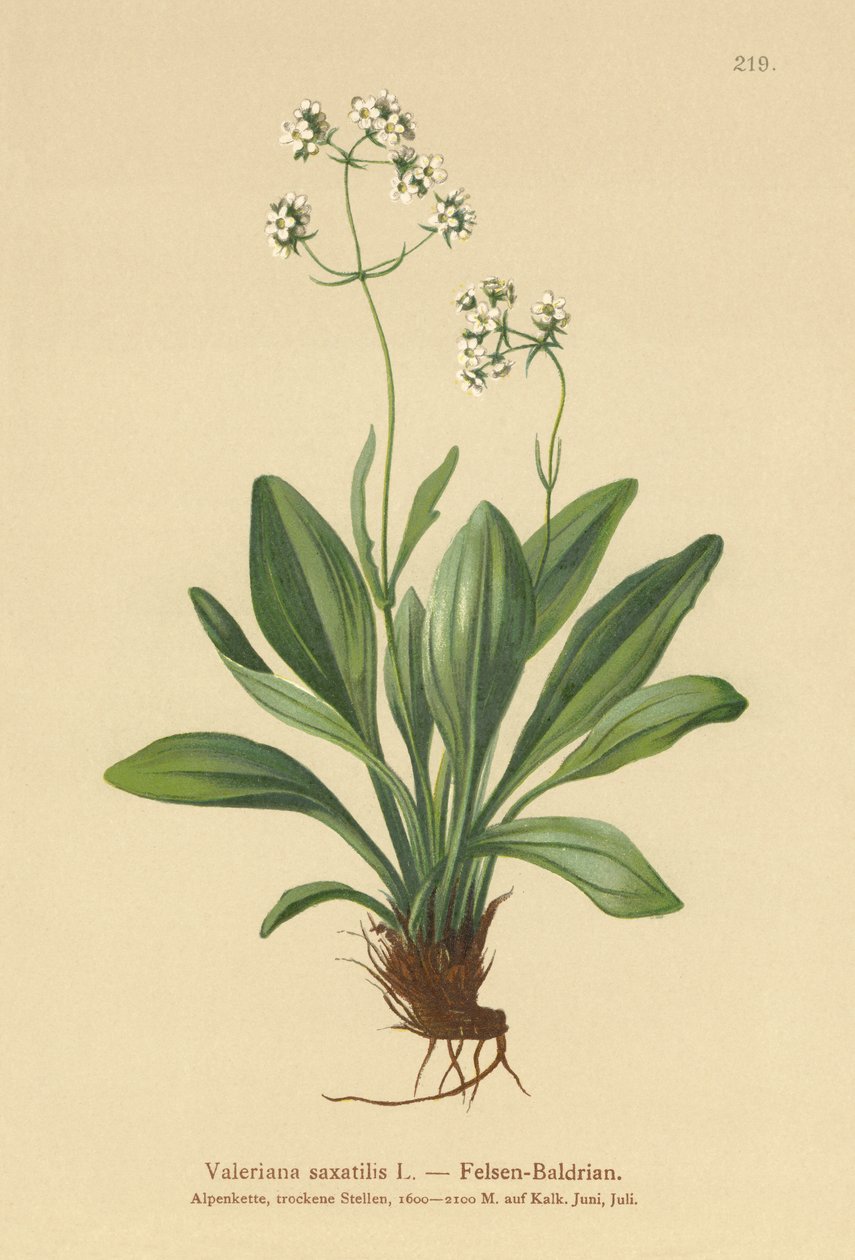 kozlík lékařský (Valeriana saxatilis) od German School