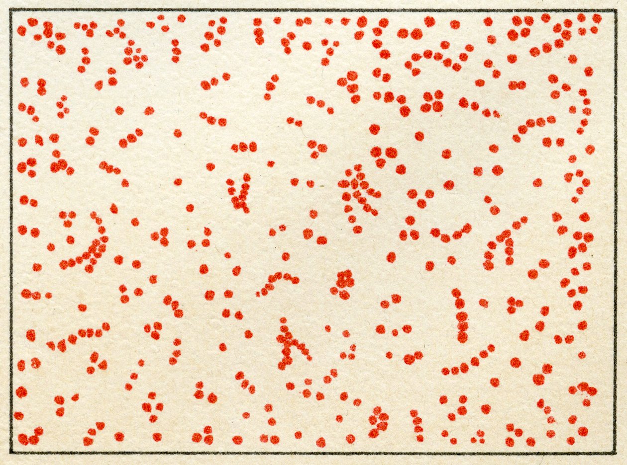 Ukázka Micrococcus Bacteria c.1890 (barevný chromolitograf) od German School