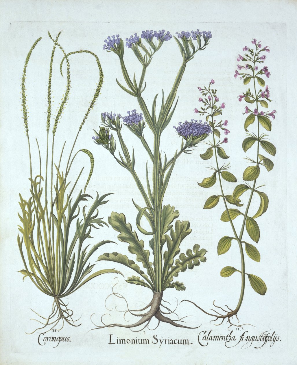 Mořská levandule, řeřicha, Calamint, od Hortus Eystettensis, Basil Besler (1561-1629), hospoda. 1613 (ručně kolorovaná rytina) od German School