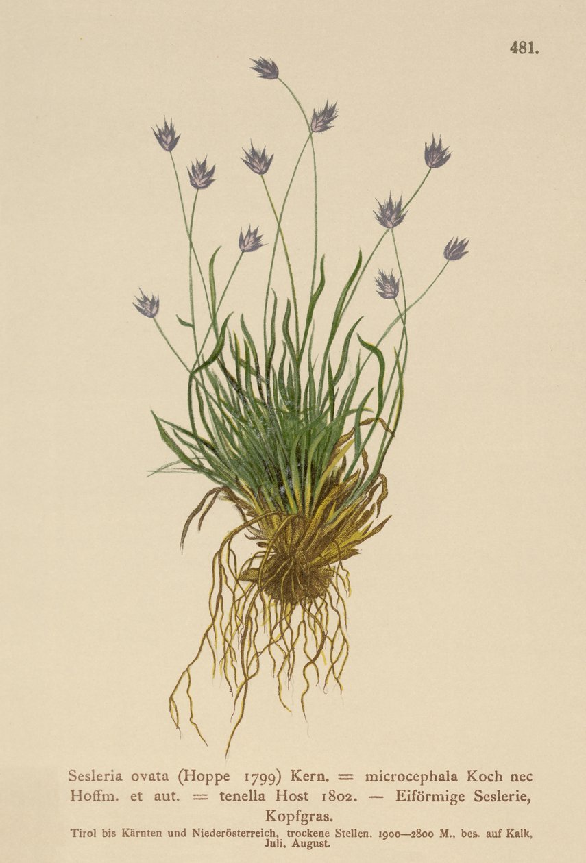 Sesleria (Sesleria ovata, Sesleria microcephala, Sesleria tenella, Psilathera ovata) od German School
