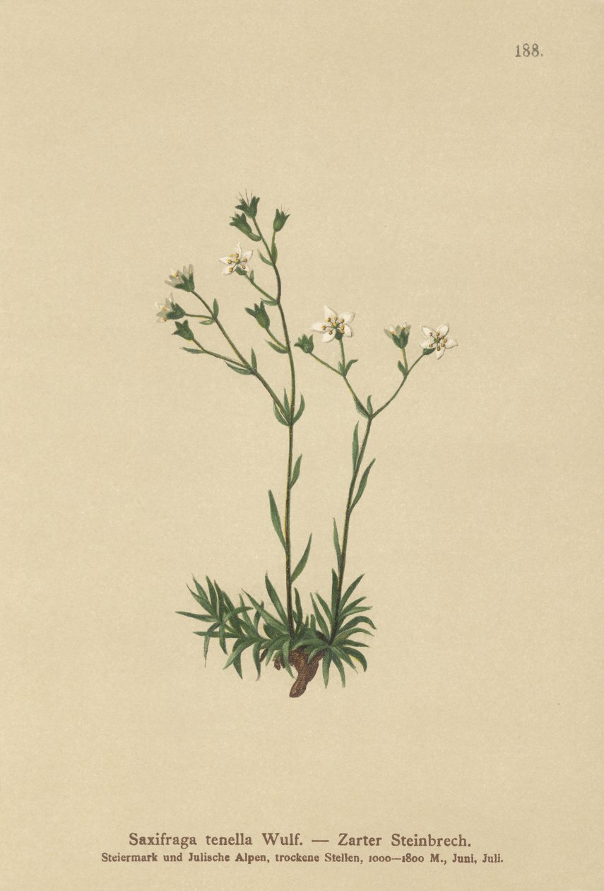 Lomikámen štíhlý (Saxifraga tenella) od German School