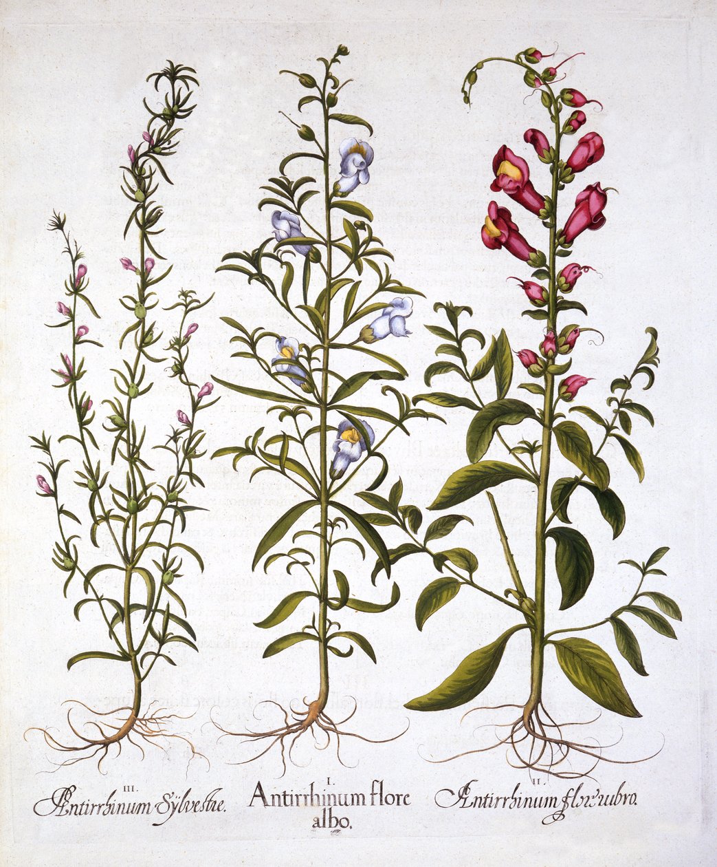 Snapdragons nebo Antirrhinums, od Hortus Eystettensis, Basil Besler (1561-1629), pub. 1613 (ručně kolorovaná rytina) od German School
