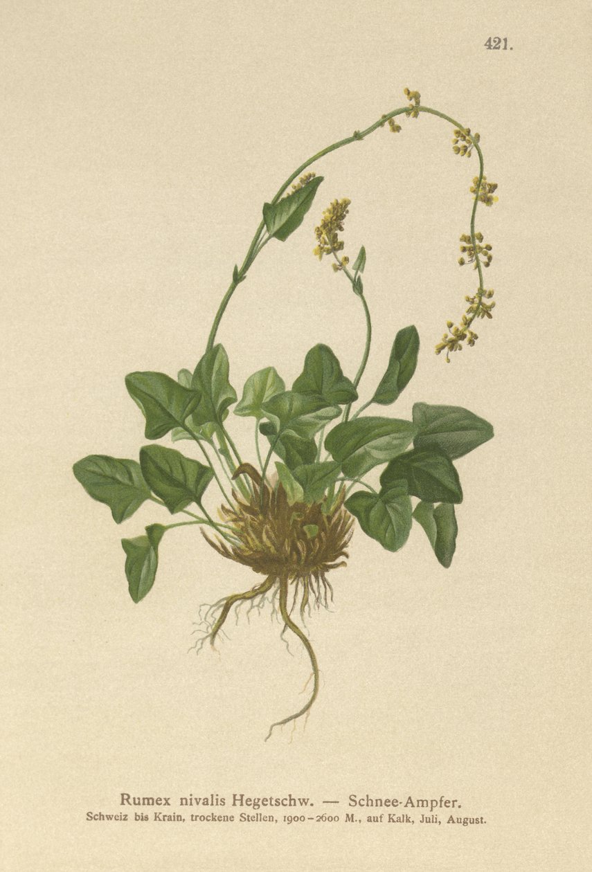 Snow Dock (Rumex nivalis) od German School