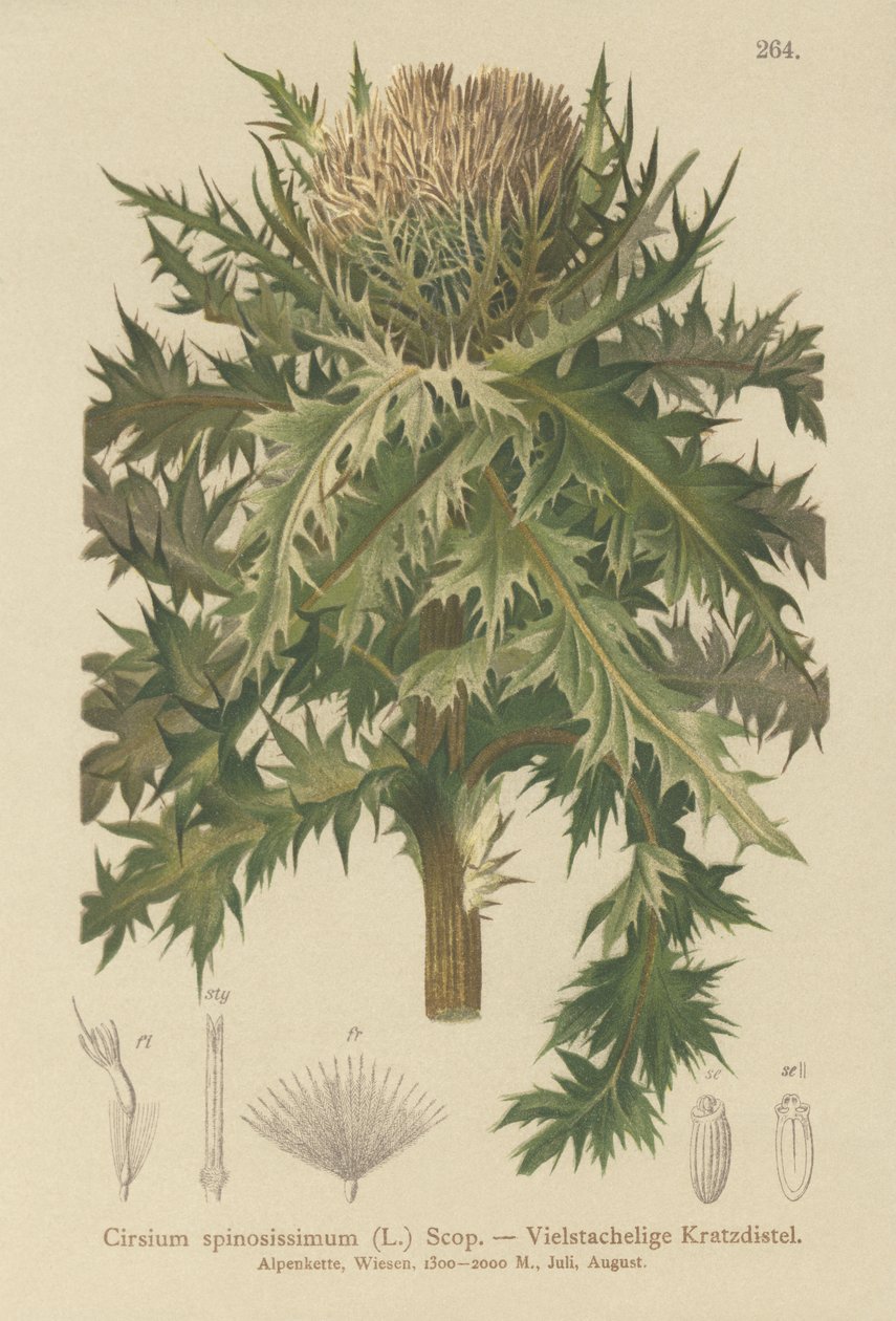 Bodlák ostnitý (Cirsium spinosissimum) od German School