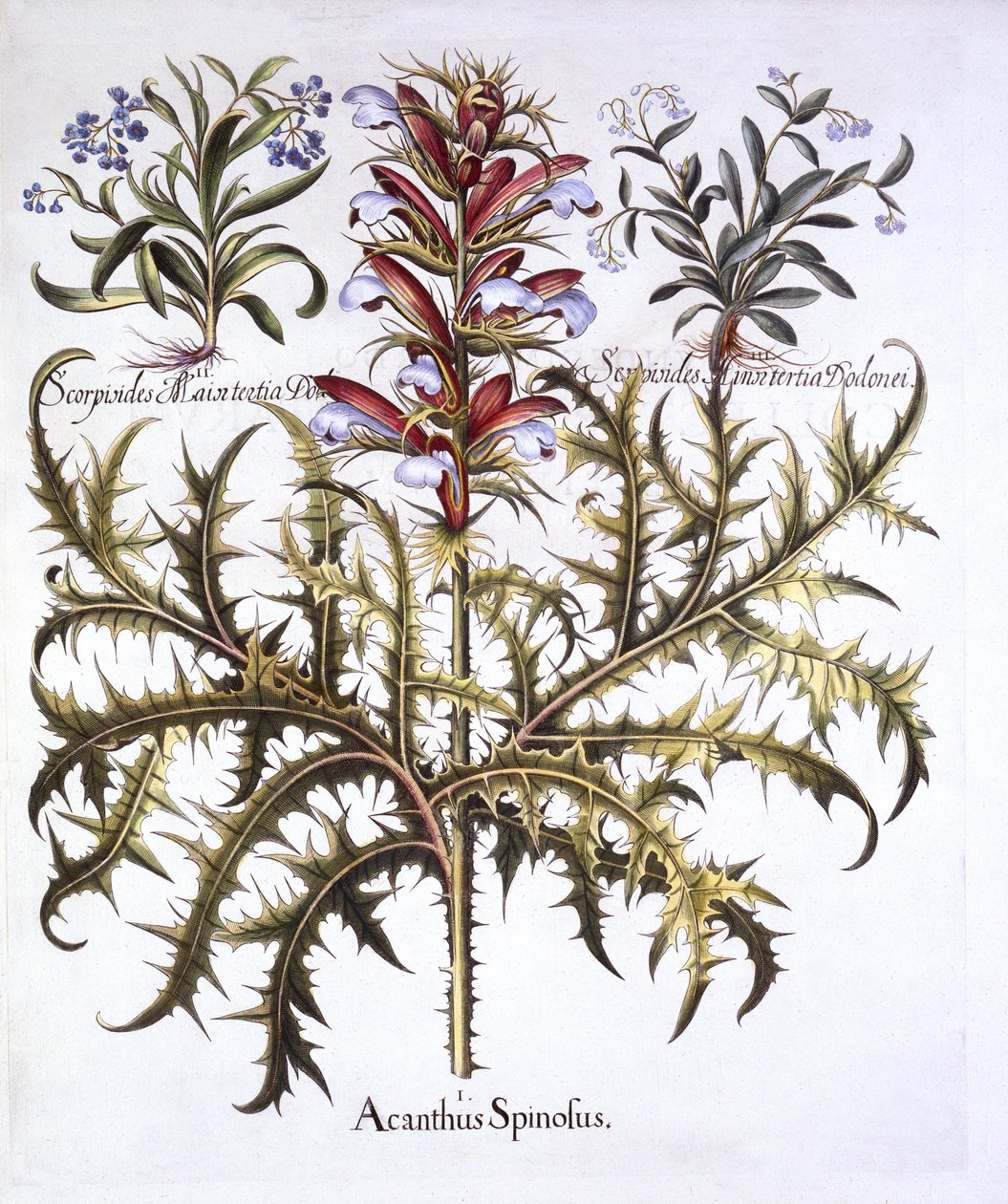 Spiny Bears Breech and Forget-Me-Nots, from Hortus Eystettensis, Basil Besler (1561-1629), pub. 1613 (ručně kolorovaná rytina) od German School