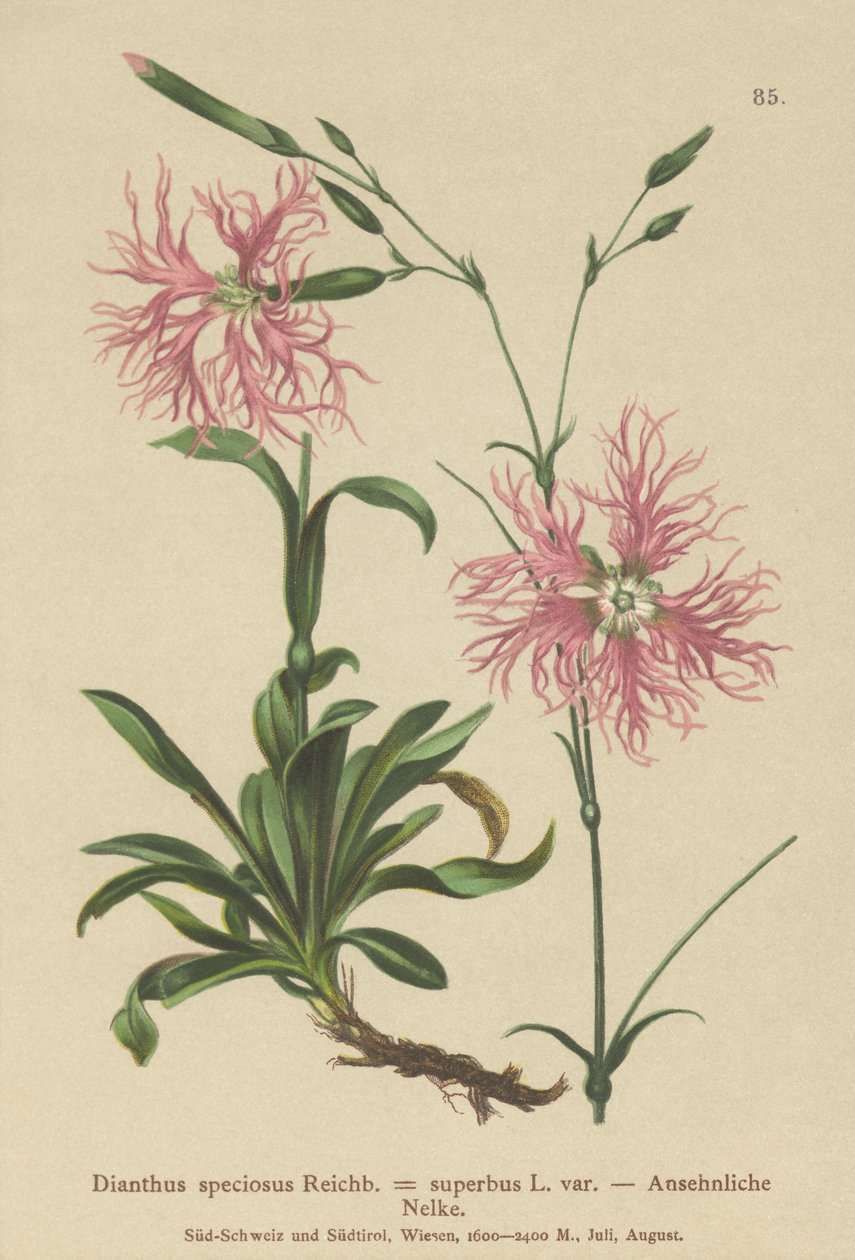 Superb Pink (Dianthus speciosus, Dianthus superbus) od German School