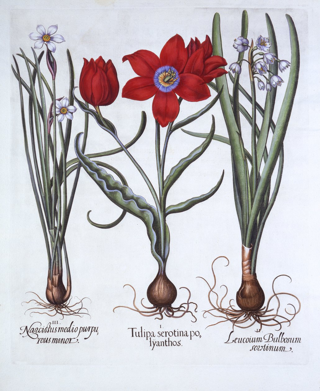 Tulipán, jarní sněhová vločka a narcis, od Hortus Eystettensis, od Basila Beslera (1561-1629), hospoda. 1613 (ručně kolorovaná rytina) od German School
