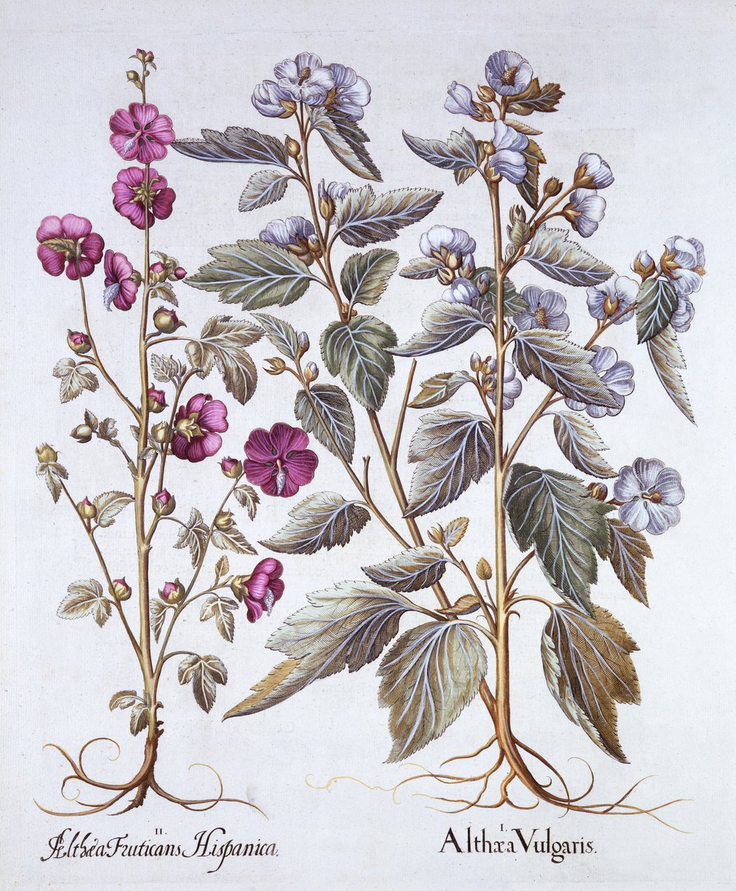 Dvě odrůdy slézu, od Hortus Eystettensis, od Basil Besler (1561-1629), pub. 1613 (ručně kolorovaná rytina) od German School