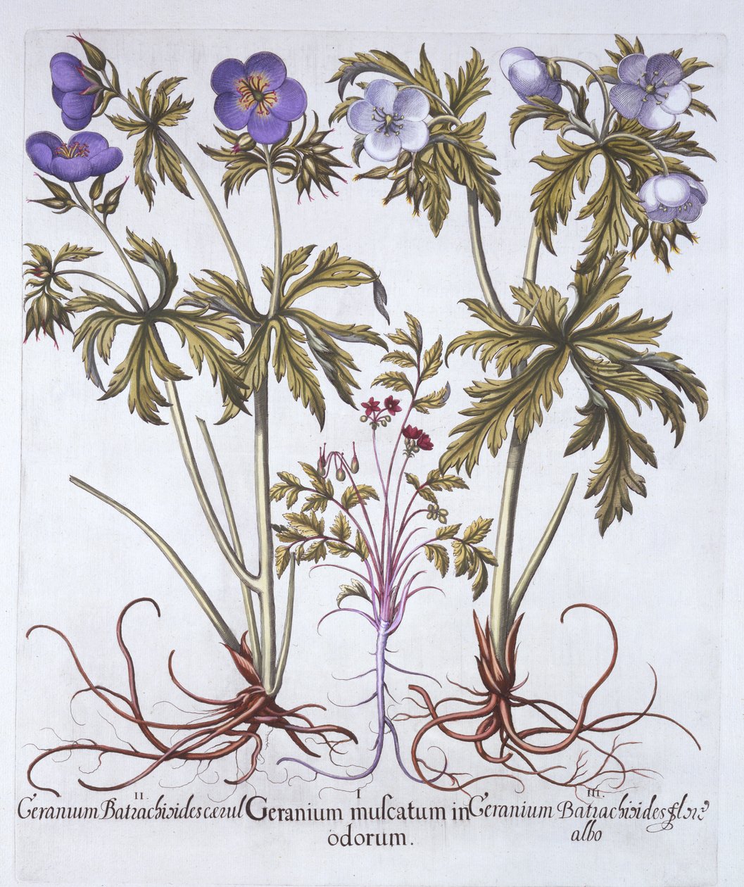 Variace pelargónie, od Hortus Eystettensis, Basil Besler (1561-1629), pub. 1613 (ručně kolorovaná rytina) od German School