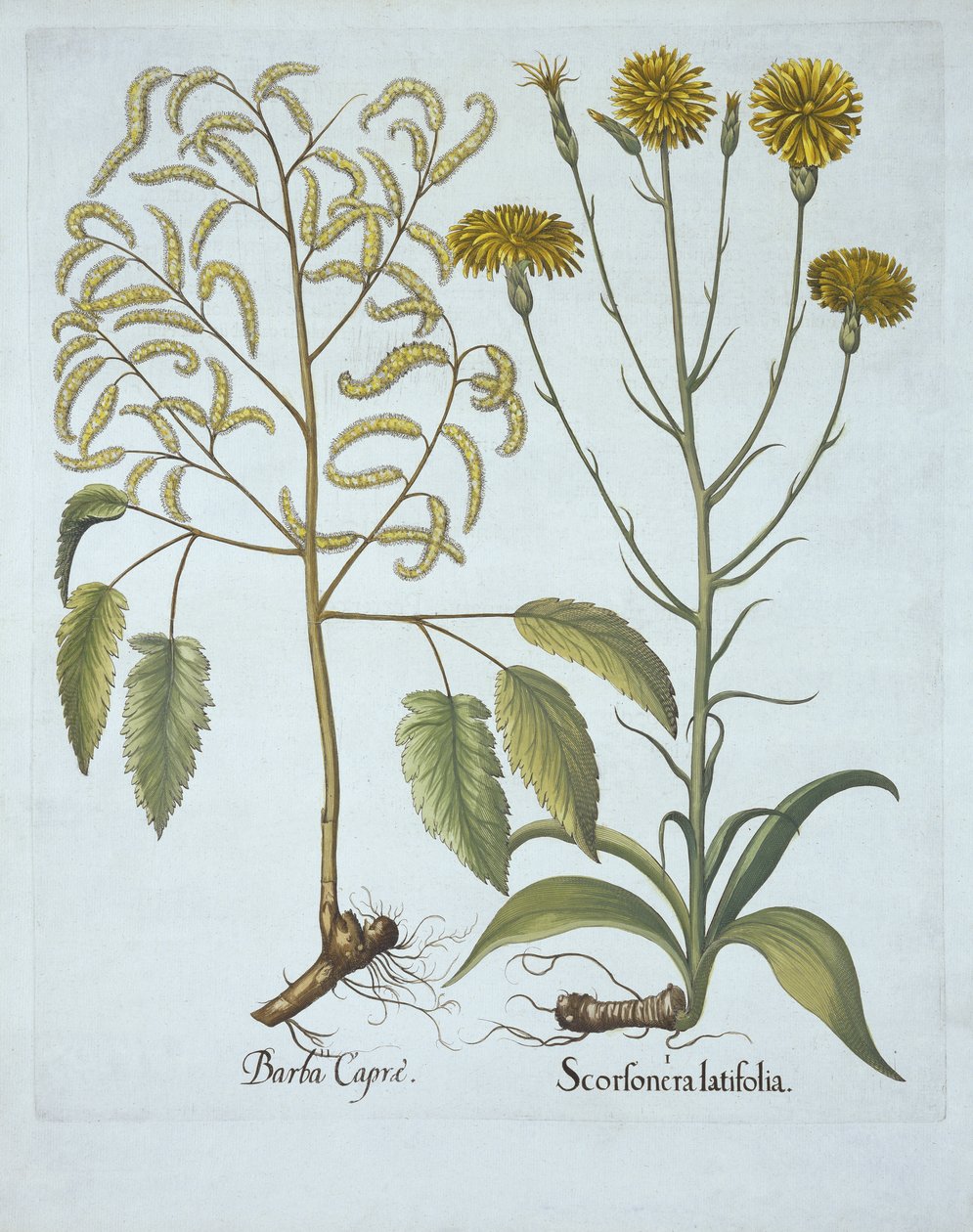 Zmije tráva a kozí vousy, od Hortus Eystettensis, od Basila Beslera (1561-1629), hospoda. 1613 (ručně kolorovaná rytina) od German School