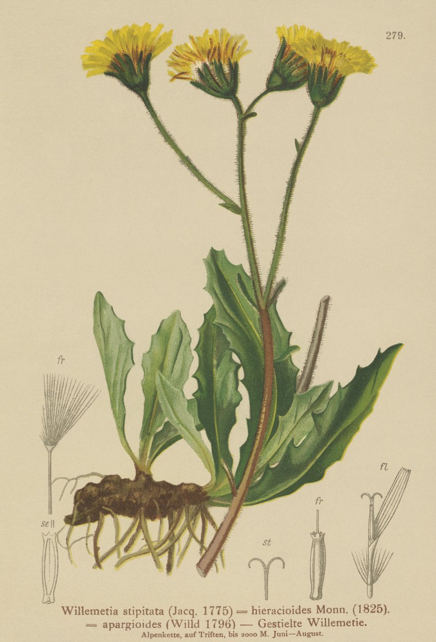Willemetia (Willemetia stipitata, Willemetia hieracioides, Willemetia apargioides) od German School