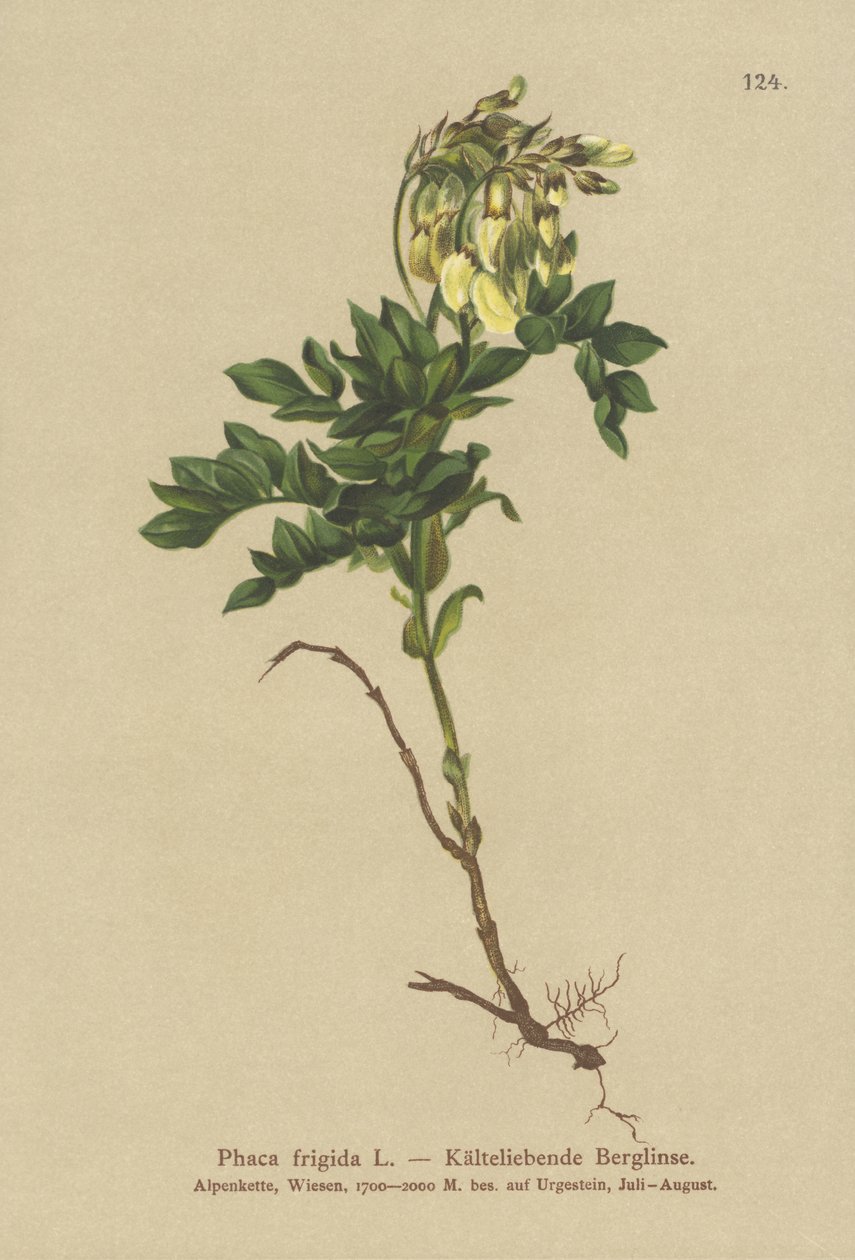 Yellow Alpine Milkwatch (Foca Frigidi, Astragalus Frigidis, Foca Acharita, Drink Frigidi) od German School