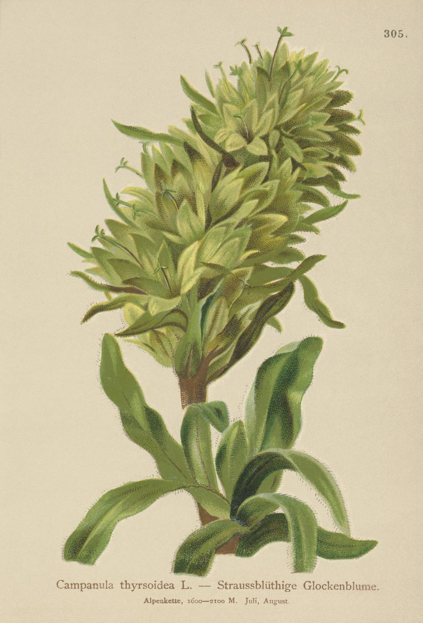 Zvonek žlutý (Campanula thyrsoidea, Campanula thyrsoides, Campanula macrorhiza) od German School
