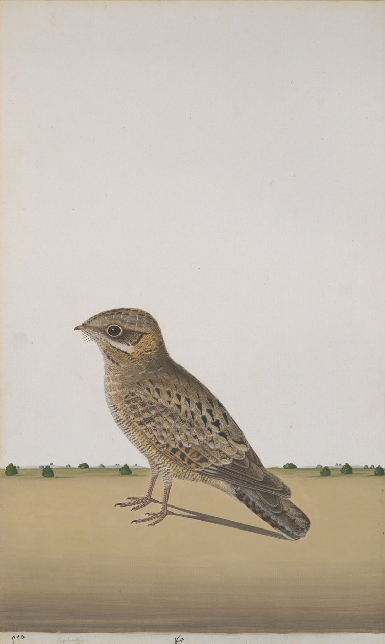 A Common Indian Nightjar, cca 1780 (neprůhledné wc na papíře) od Indian School
