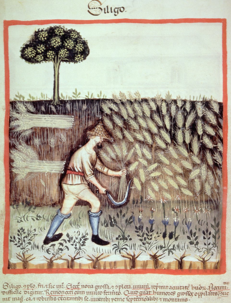 Fol.46v Gathering the Winter Grain, ilustrace z Tacuinum Santiatis Codex Vindobonensis od Italian School