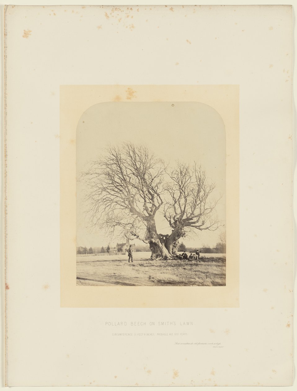 Buk Pollardův na Smithově trávníku od 14th Earl of Caithness James Sinclair