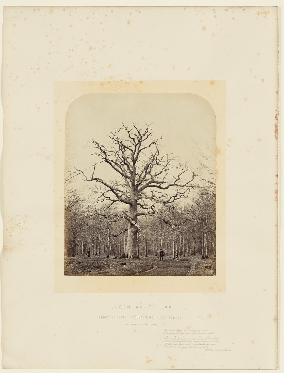 Dub královny Anny od 14th Earl of Caithness James Sinclair