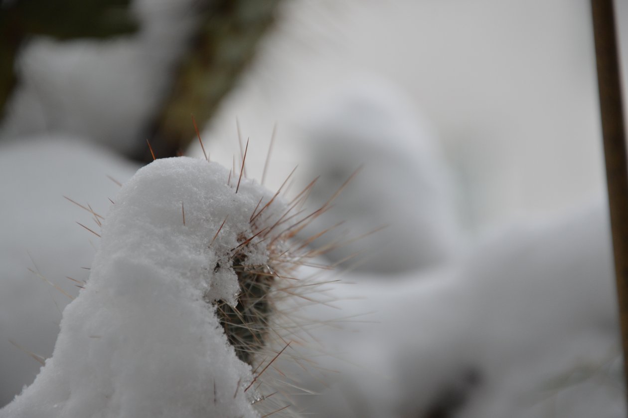 Kaktusy v zimě od Detlef Georgi