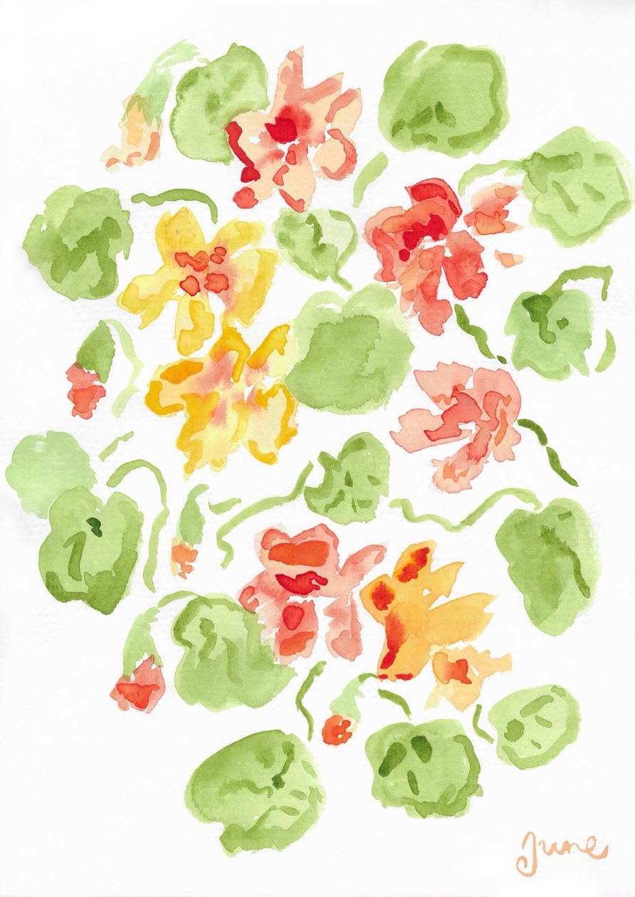 Nasturtiums od june art