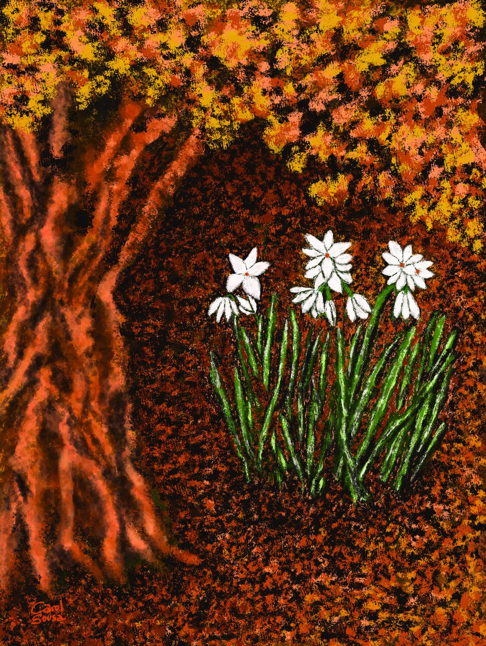 Herbstblumen od Carol Sousa Cuello