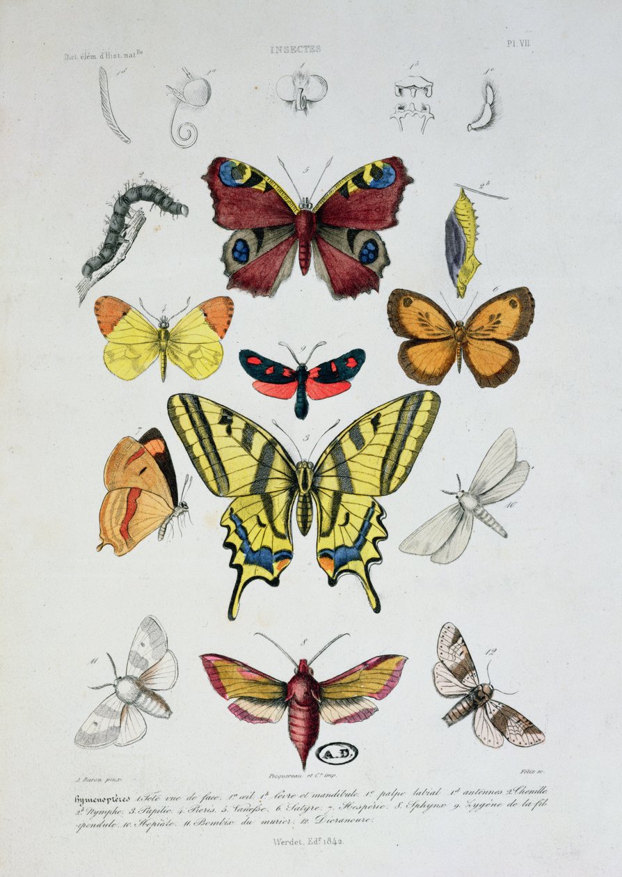 Různí motýli, z Dictionnaire Elementaire dHistoire Naturelle, vyryto Felixem, 1842 od A. Baron