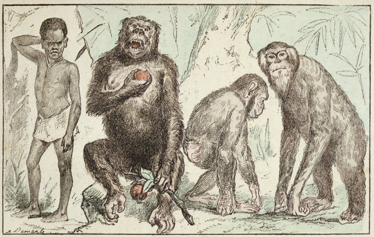 Evoluce člověka ze savců, z „La Creation Naturelle et les Etres Vivants“ od doktora Julese Rengadea (nar. 1841), 1883 (barevná rytina) od A. Demarle