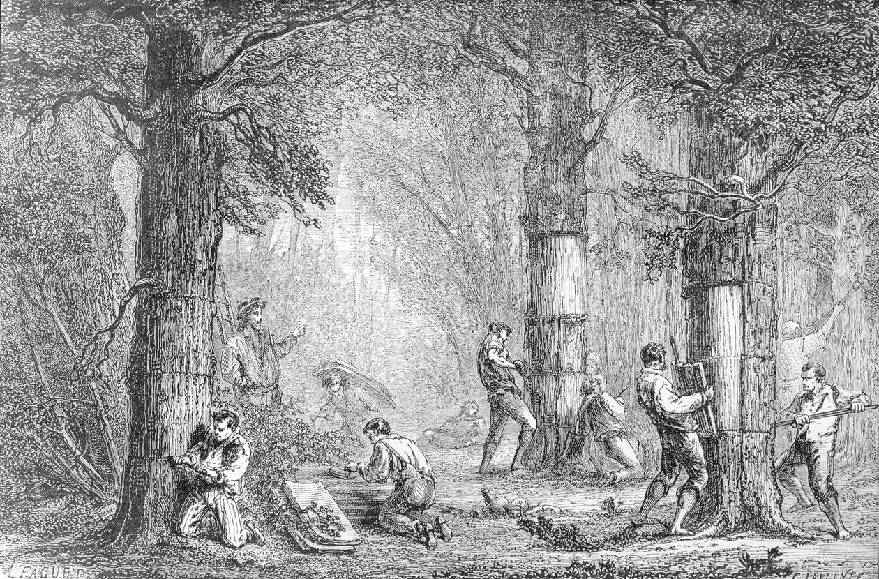 Bark (Gathering the Bark of the Cork Tree) vyrytý Charlesem Laplantem († 1903) od A. Faguet